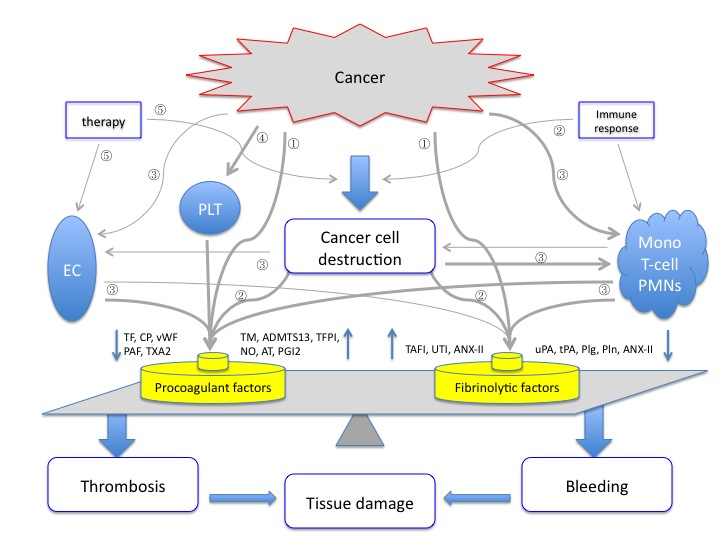 図：悪性腫瘍におけるＤＩＣ発症機序