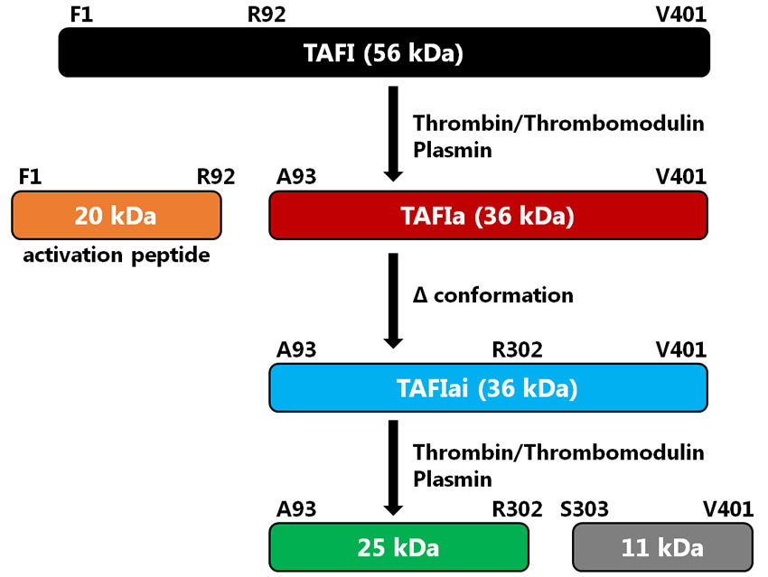 図　TAFIの構造