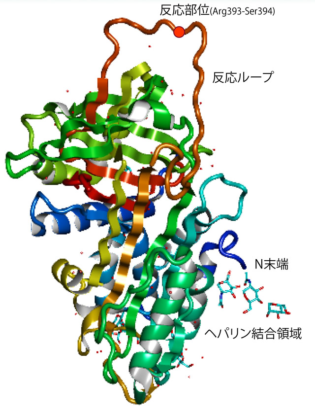 図　アンチトロンビン（日本蛋白質構造データバンク(PDBj)より引用）