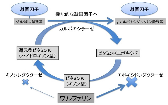 <b>図 ワルファリンの作用機序<br></b>ワルファリンはビタミンKエポキシドレダクターゼ，キノンレダクターゼを不可逆的に阻害して機能的な凝固因子の生産を抑制する（著者作成）．