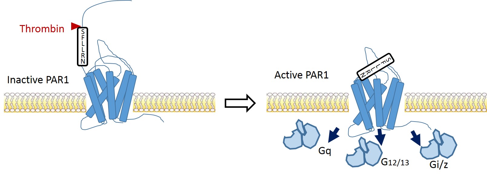 図1．トロンビンによるPAR-1活性化