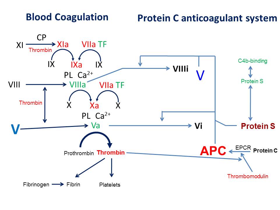 図1　血液凝固系とプロテインC制御系における第V因子