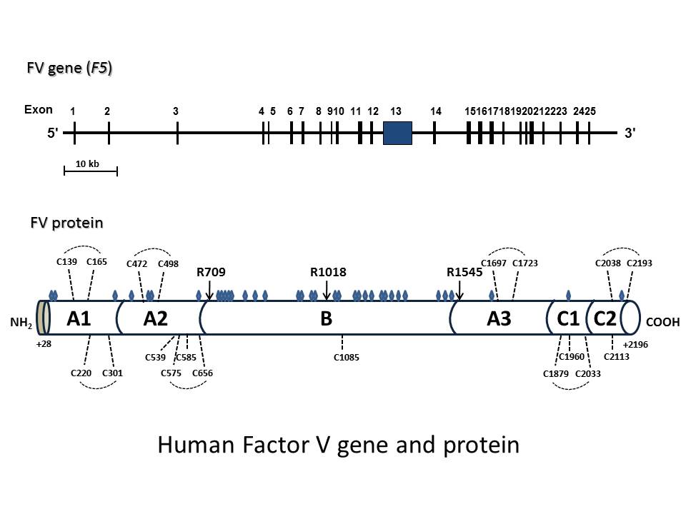 図2　ヒト第V因子遺伝子と第V因子タンパク質