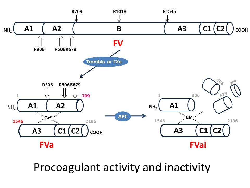 図3　第V因子のprocoagulant機能