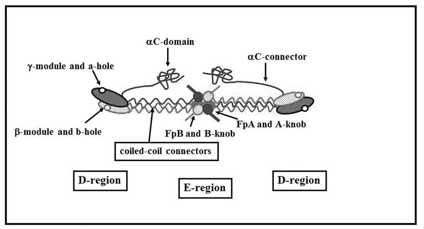 フィブリノゲンの構造（信州医学雑誌v57p146より改変）