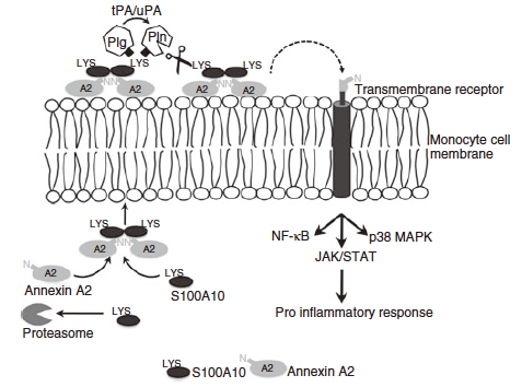 細胞内外でのアネキシンA2とS100A10；プラスミノゲンの活性化と細胞内シグナリング（Godier A, et al. J Thromb Haemost.2013;11:26-34より引用）