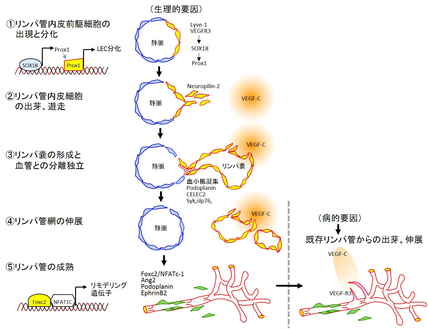 図１．リンパ管発生とリンパ管新生（参考文献２　Figure2改変）