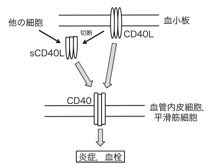 図．血栓止血系におけるCD40L/CD40システム