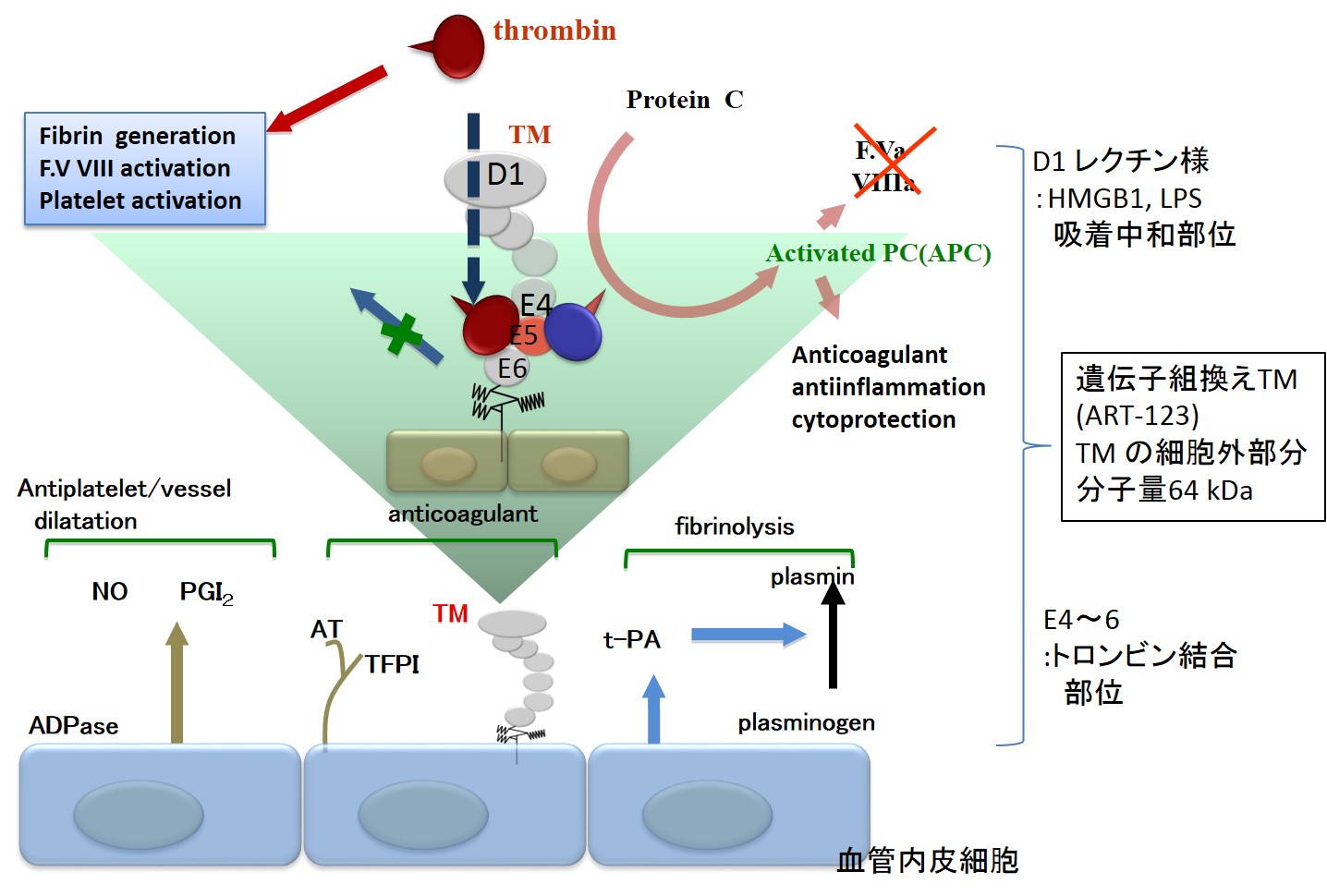 <b>図　血管内皮細胞のトロンボモジュリンの概念図</b><br>NO: Nitric Oxide、一酸化窒素、ADPase: ADP 分解酵素、AT：antithrombin、TFPI: Tissue Factor Pathway Inhibitor、TM:Thrombomodulin、t-PA: Tissue Plasminogen Activator 