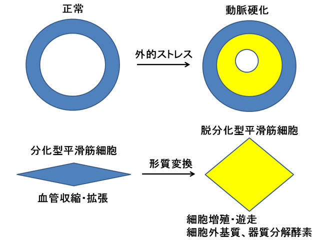 一般社団法人 日本血栓止血学会 用語集 詳細説明