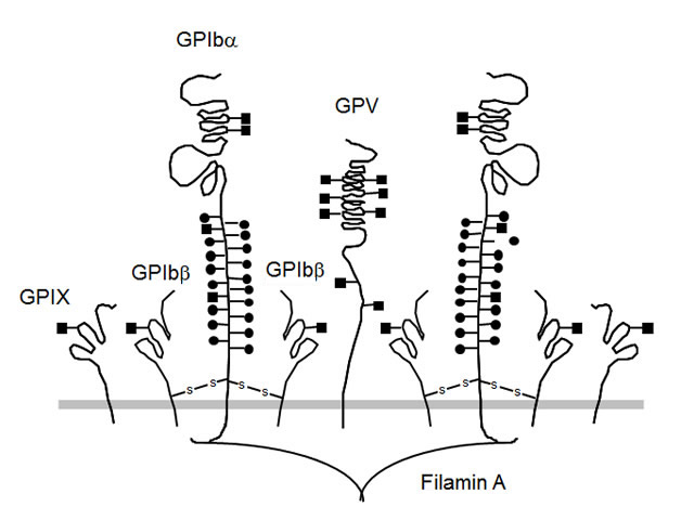 GPIb/IX/Vの構造