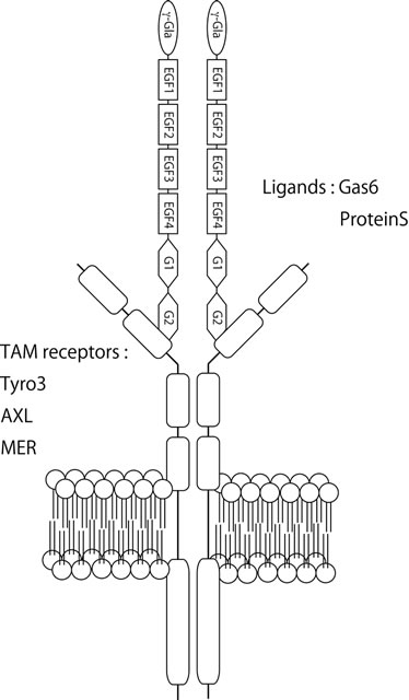 図2．プロテインS，Gas6の構造