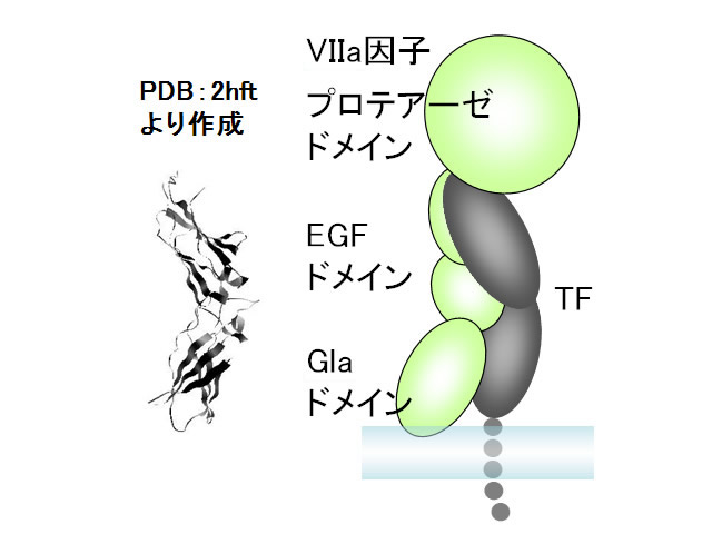図１　組織因子（TF）細胞外ドメインの立体構造（左）およびⅦa因子との複合体の模式図（右：PDB 1danの複合体構造を基に作成）